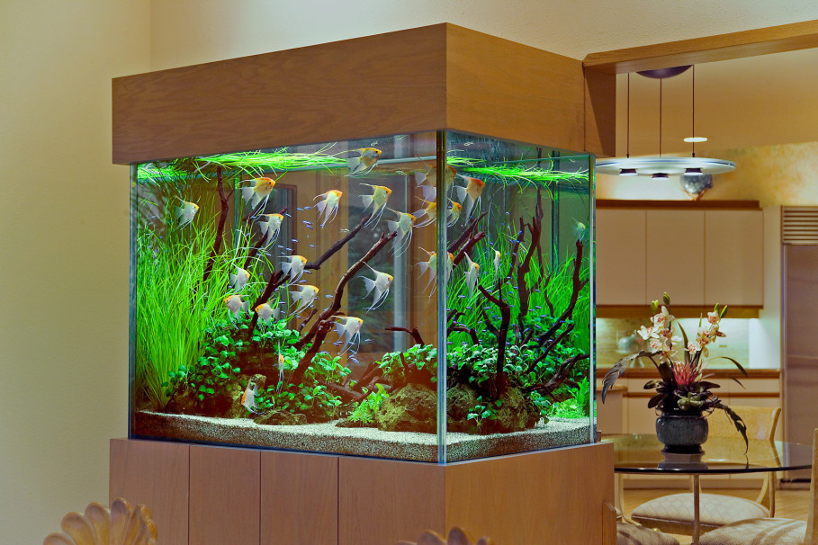 15 Amazing Home Aquarium Ideas You Must See