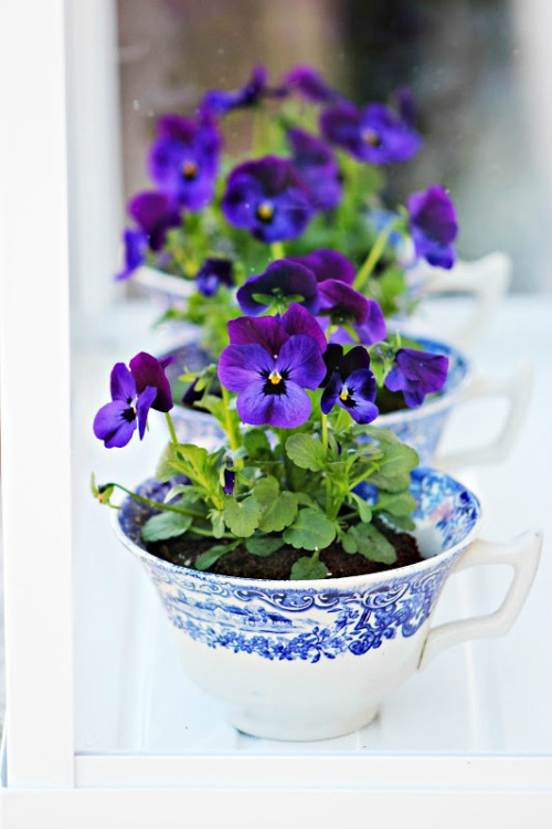 violets in teacups 15 Tiny and Lovely DIY Garden in a Coffee Mug