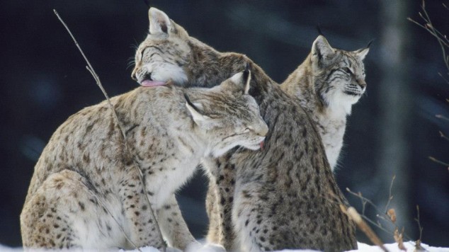 10 Interesting Animals World Wide 32596 596923386987631 316026904 n 634x356 10 Interesting Animals World Wide