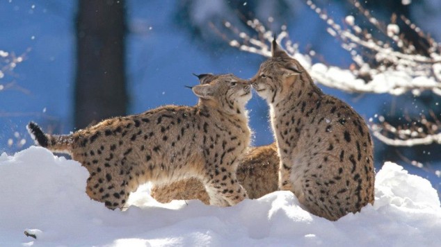10 Interesting Animals World Wide 480669 596923823654254 417918138 n 634x356 10 Interesting Animals World Wide