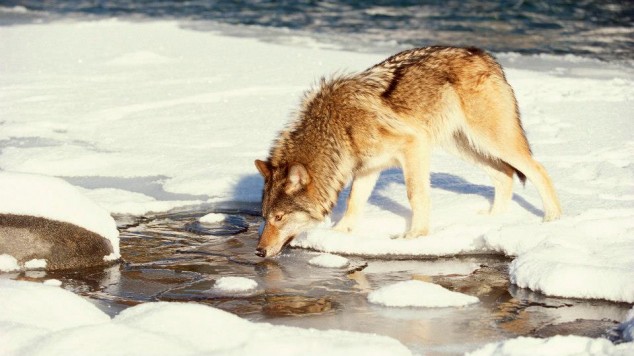 10 Interesting Animals World Wide 522603 578557072157596 601856218 n 634x356 10 Interesting Animals World Wide