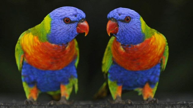 10 Interesting Animals World Wide 534410 596923500320953 285124227 n 634x356 10 Interesting Animals World Wide