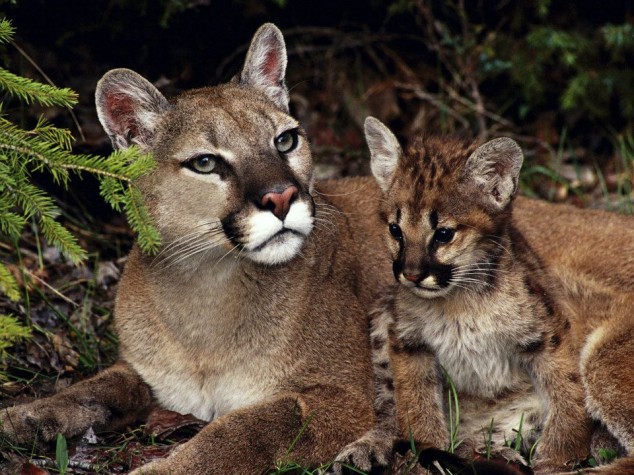 10 Interesting Animals World Wide 553002 596923613654275 775070138 n 634x475 10 Interesting Animals World Wide