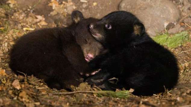10 Interesting Animals World Wide 554137 596924056987564 231556798 n 634x356 10 Interesting Animals World Wide