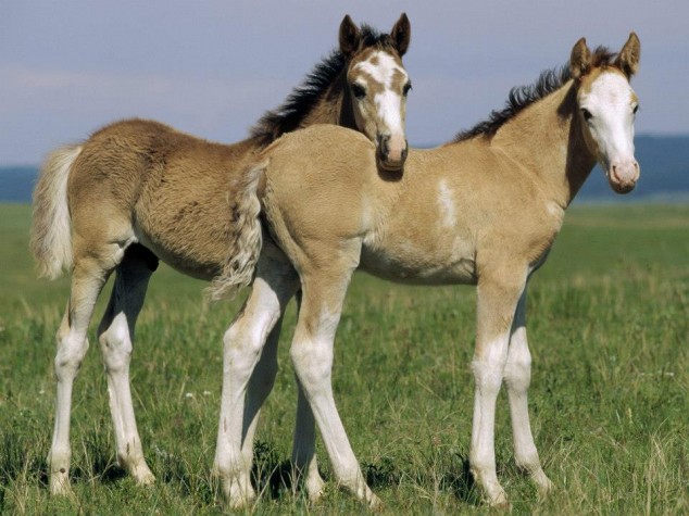 10 Interesting Animals World Wide 644534 578557405490896 2120936685 n 634x475 10 Interesting Animals World Wide
