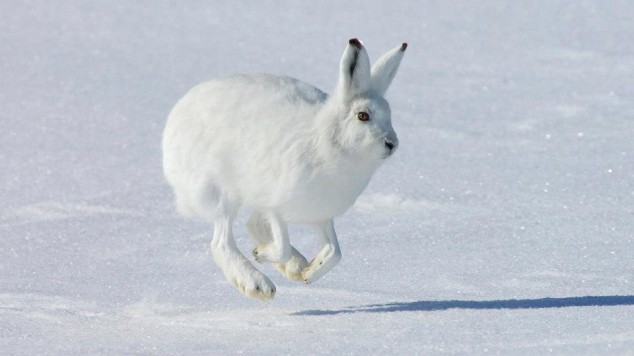 10 Interesting Animals World Wide 72414 578557525490884 232302533 n 634x356 10 Interesting Animals World Wide