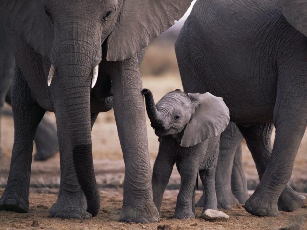 10 Interesting Animals World Wide 72617 596923726987597 721000028 n 634x475 10 Interesting Animals World Wide