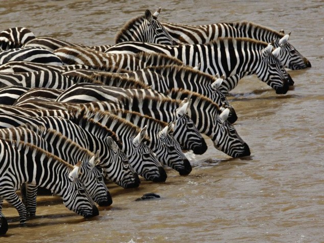 10 Interesting Animals World Wide 7281 596923426987627 1142160263 n 634x475 10 Interesting Animals World Wide