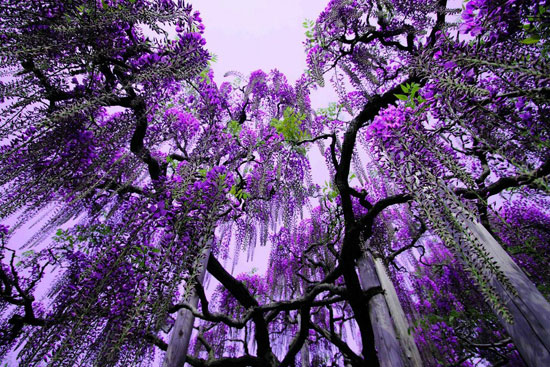 Amazing Nature Photos Which Can Confuse You Ashikaga Flower Park Japan Amazing Nature Photos Which Can Confuse You