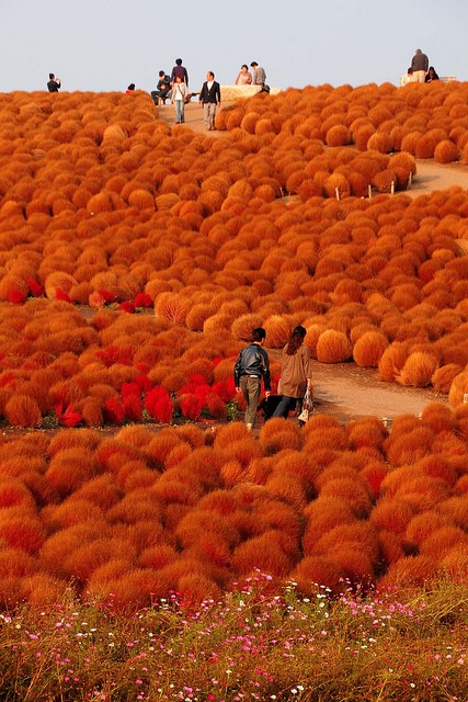 Amazing Nature Photos Which Can Confuse You Hitachi Seaside Park Ibaraki Amazing Nature Photos Which Can Confuse You