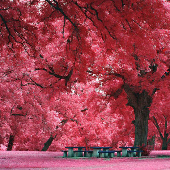 Amazing Nature Photos Which Can Confuse You Japanese Maple Tree Austin TX Amazing Nature Photos Which Can Confuse You