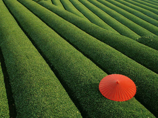 Amazing Nature Photos Which Can Confuse You Japanese Tea Field Amazing Nature Photos Which Can Confuse You