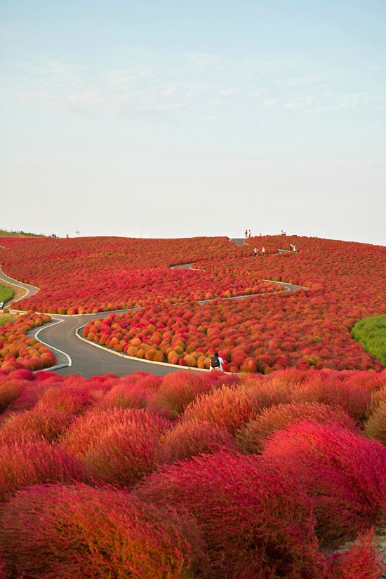 Amazing Nature Photos Which Can Confuse You Kochia Hill Hitachinaka City Japan Amazing Nature Photos Which Can Confuse You