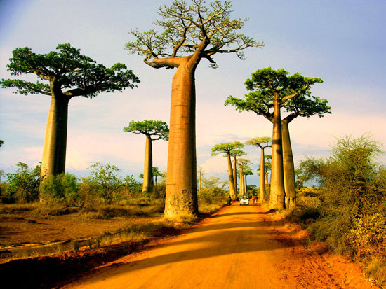 Morondava Madagascar Amazing Nature Photos Which Can Confuse You