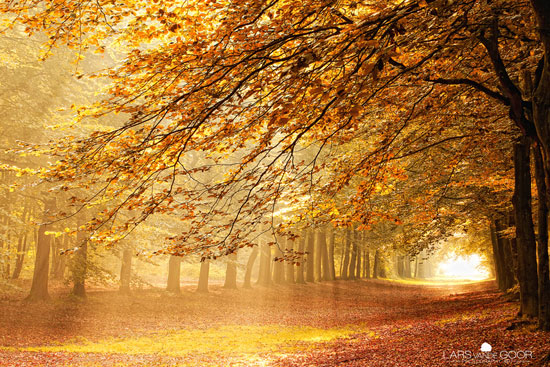 Amazing Nature Photos Which Can Confuse You Woodlands in the Netherlands Amazing Nature Photos Which Can Confuse You