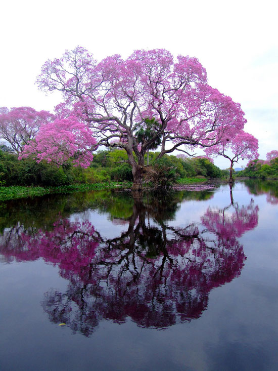 Amazing Nature Photos Which Can Confuse You empress tree Amazing Nature Photos Which Can Confuse You