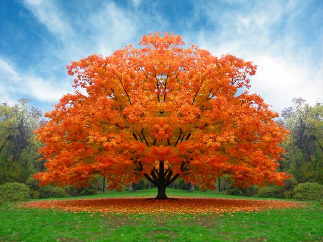 195259291 640 20 Amazing and Colorful Autumn Photos