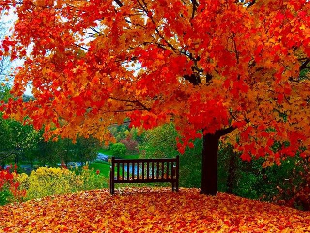 7d8b54aaf6b7 20 Amazing and Colorful Autumn Photos