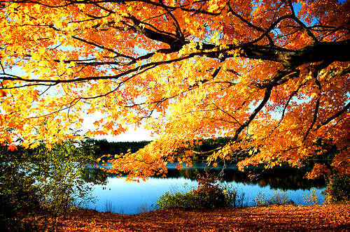 amazing autumn awesome beautiful darling Favim.com 271094 20 Amazing and Colorful Autumn Photos