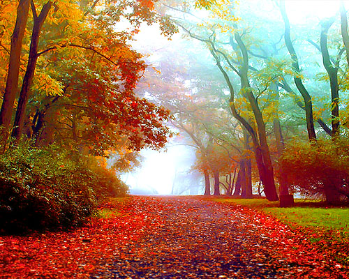 amazing autumn trees wallpapers 20 Amazing and Colorful Autumn Photos