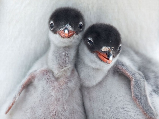 cuddle7 15 Adorable Animal Couples