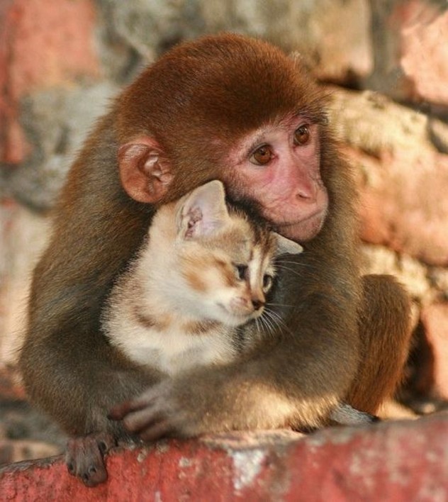 post 647 1367860497 15 Adorable Animal Couples