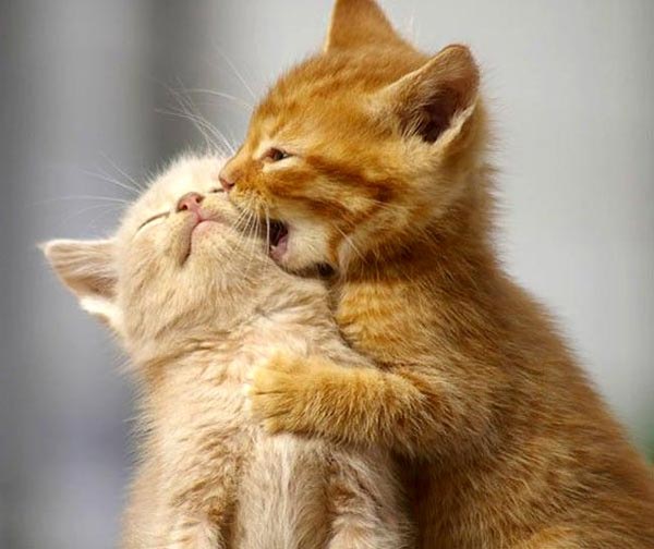 sweet couples animals 1 15 Adorable Animal Couples