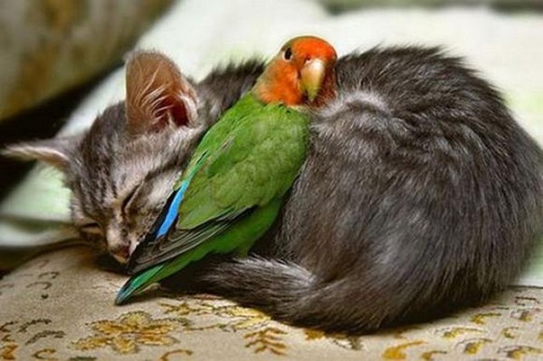 the cutest thing youll ever see01 15 Adorable Animal Couples