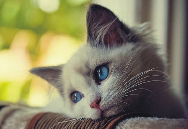 Cute Sad Cat With Blue Eyes Animal Picture HD Wallpaper 718x496 Animals That Show Their Real Feelings