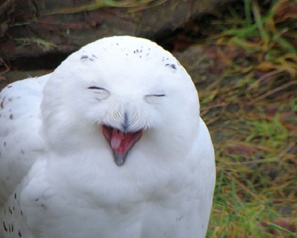 Animals That Show Their Real Feelings – Fantastic Viewpoint