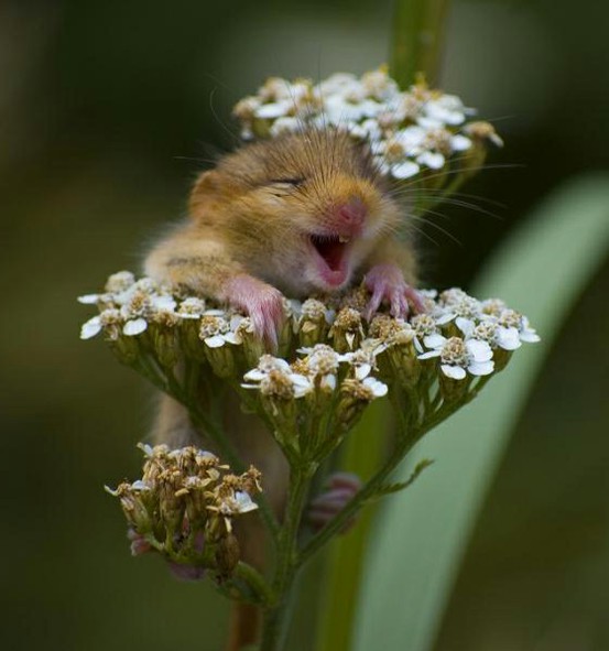 happy mouse Animals That Show Their Real Feelings