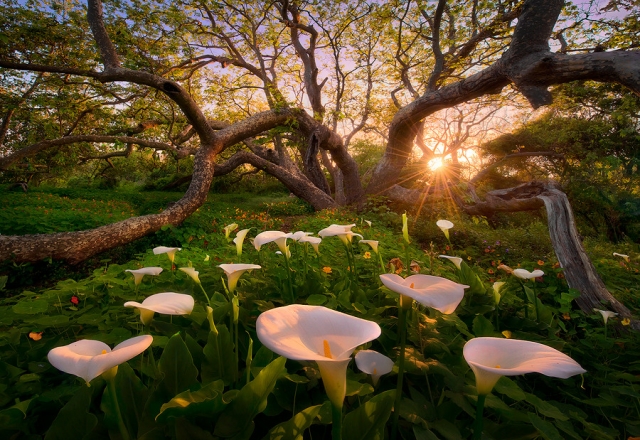 woodlands on the southern california coast Impressive Landscapes By Marc Adamus