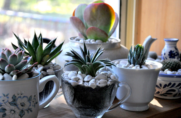 10d0f Teacup Planters 20 Cool Ideas How To Reuse Tea Cap