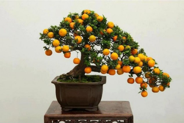 05707ce699173f3acdbd7ee732706d2c 634x423 Make An Effortless But Useful Decoration With These 15 Bonsai Fruit Tree Ideas