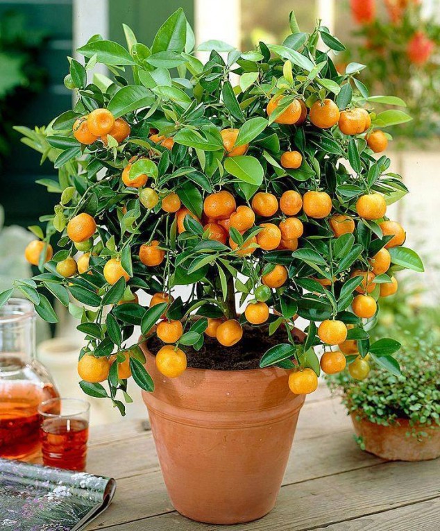 11063764 719665781522013 7386525362802395211 n 634x765 Make An Effortless But Useful Decoration With These 15 Bonsai Fruit Tree Ideas