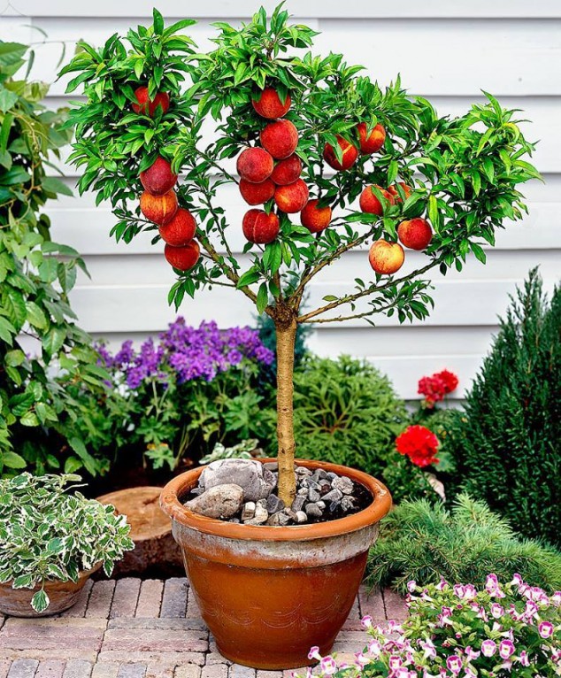 11244899 719665798188678 616925581023635764 n 634x766 Make An Effortless But Useful Decoration With These 15 Bonsai Fruit Tree Ideas