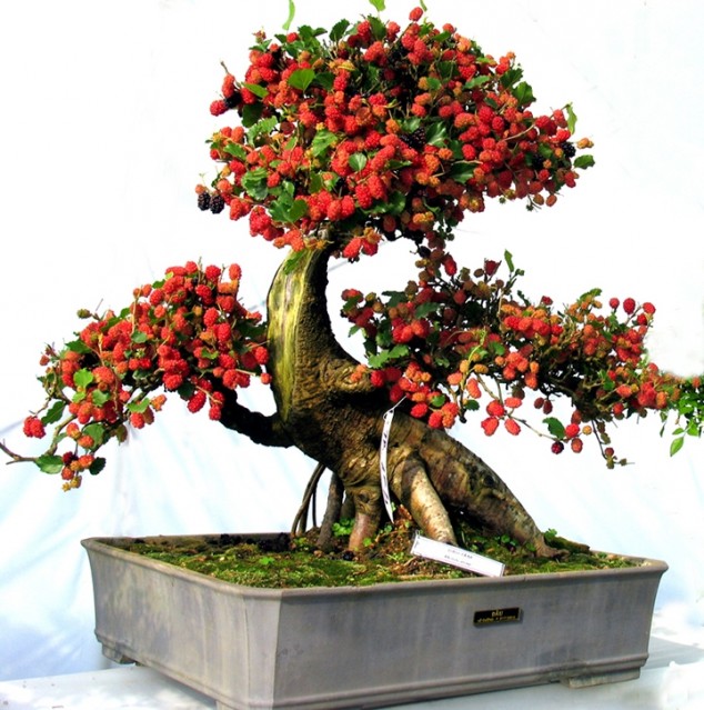 145069 2147483647 634x639 Make An Effortless But Useful Decoration With These 15 Bonsai Fruit Tree Ideas