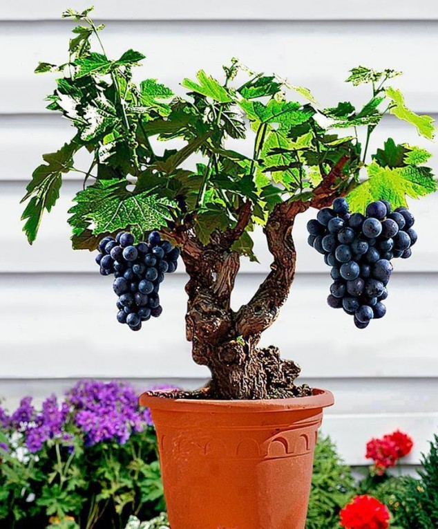 179039905255e0bc796a7ce 634x765 Make An Effortless But Useful Decoration With These 15 Bonsai Fruit Tree Ideas
