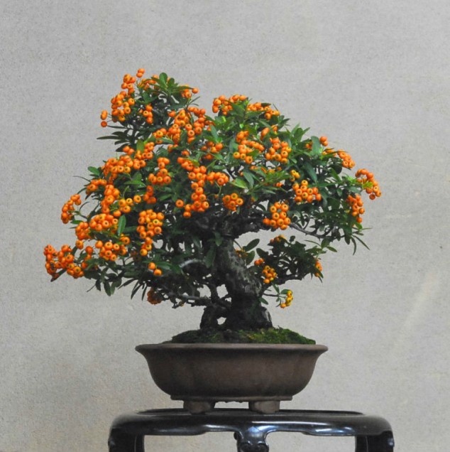 5 Bonsai Mini GOLD Treasure font b Tree b font Seeds font b Tiny b font 634x636 Make An Effortless But Useful Decoration With These 15 Bonsai Fruit Tree Ideas