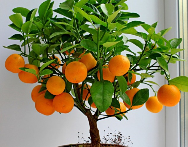 93211 900 634x497 Make An Effortless But Useful Decoration With These 15 Bonsai Fruit Tree Ideas