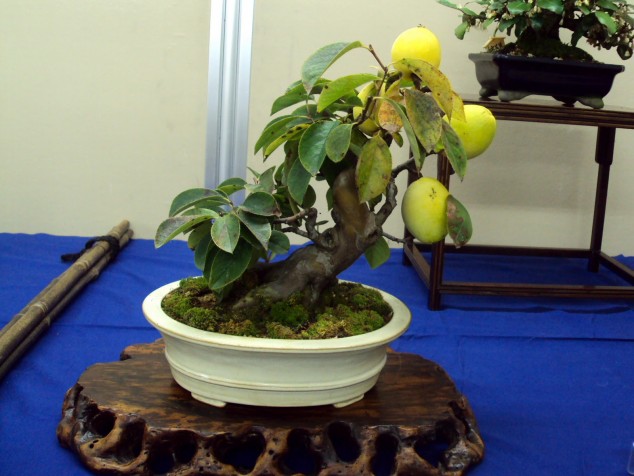 Bon9 634x476 Make An Effortless But Useful Decoration With These 15 Bonsai Fruit Tree Ideas