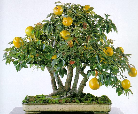 bonsi04 Make An Effortless But Useful Decoration With These 15 Bonsai Fruit Tree Ideas