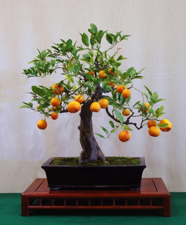 calamondin 3 634x766 Make An Effortless But Useful Decoration With These 15 Bonsai Fruit Tree Ideas