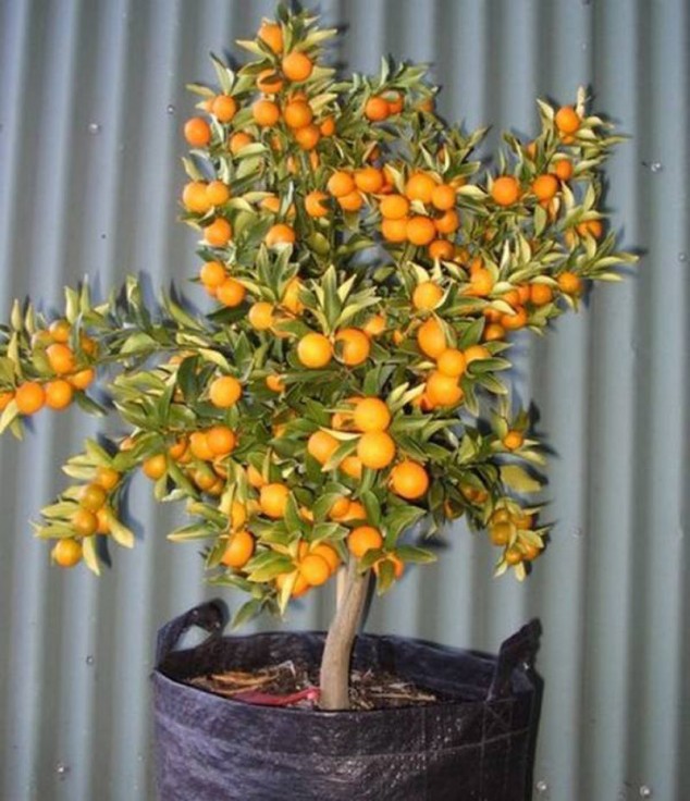 content grown from bone 634x736 Make An Effortless But Useful Decoration With These 15 Bonsai Fruit Tree Ideas