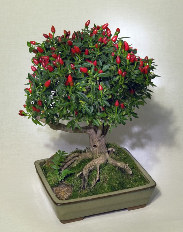 bonsai effortless useful fruit decoration tree ru via