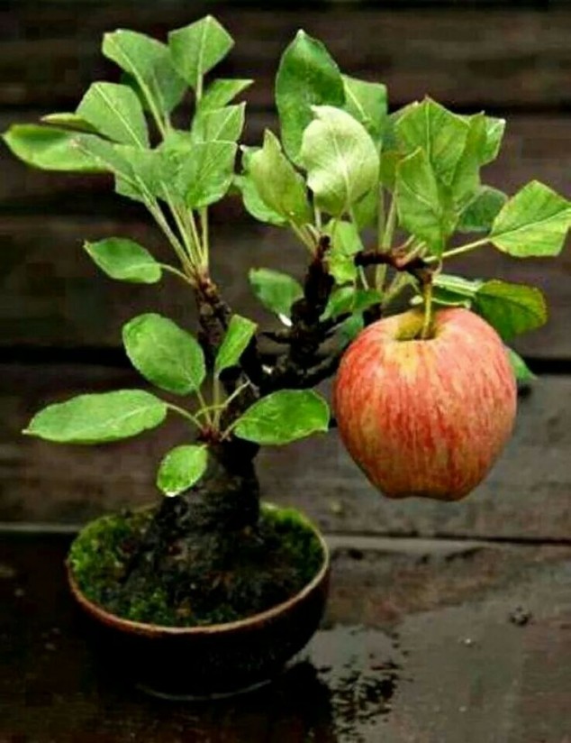 ef28e5caa2c1f9cacb2141eb228b21fc 634x824 Make An Effortless But Useful Decoration With These 15 Bonsai Fruit Tree Ideas