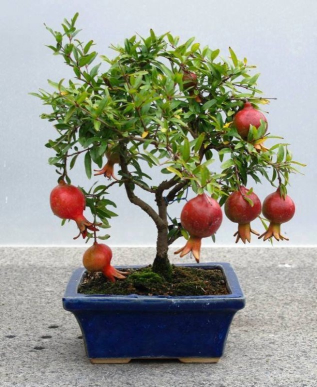 juja broweulis xe 634x774 Make An Effortless But Useful Decoration With These 15 Bonsai Fruit Tree Ideas