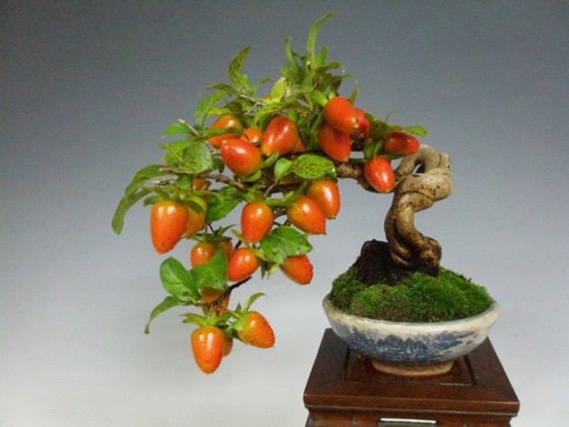 persimmon 634x476 Make An Effortless But Useful Decoration With These 15 Bonsai Fruit Tree Ideas
