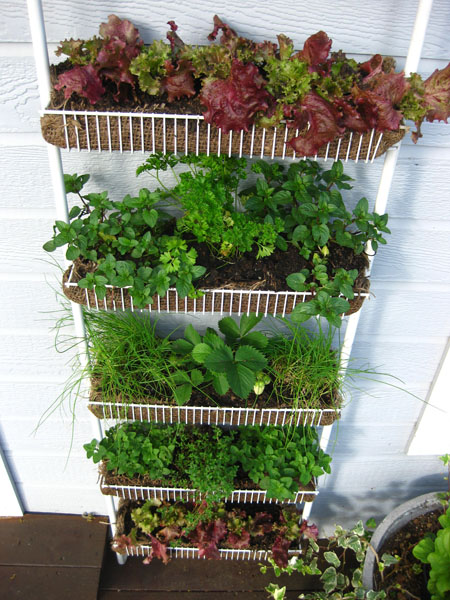 12 Ideas Which Materials to Use to Make A Vertical Garden my spice rack garden2 12 Ideas Which Materials to Use to Make A Vertical Garden