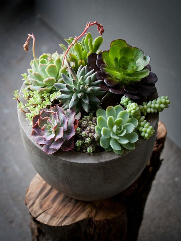 bahzofilaetc desejos suculentas 12 634x845 15 Fantastic Succulent Garden Ideas For Your Home